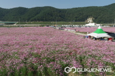 이번 주말 하동 북천 코스모스·메밀꽃축제 막오른다