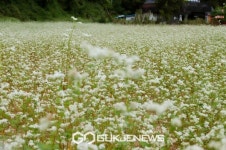 (포토)청양 대치면 메밀꽃 필 무렵 연출