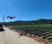 영덕군, 드론 활용한 가을배추 병해충방제 시범추진