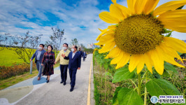 익산시, 어르신들의 구슬땀으로 유천 해바라기꽃길 피우다