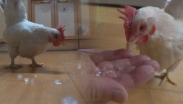 세상에 이런일이 아이스 닭·최연소 비보이·농구 게임 신·기차 미니어처