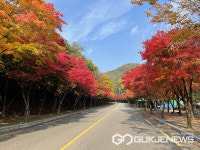 대구시, 가을단풍 향기 만끽하며  즐거운 가을날의 추억을 만들어 보자