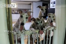 동물극장 단짝 민수와 휘핏 6총사 우리들의 해방일지