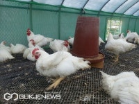 서양 전통 보양식 요리 대중화... 칠면조 요리에 국내 슈퍼닭 도전장