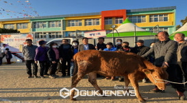 봉성면민화합체육대회 1등 경품으로 송아지 증정  눈길