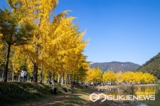 괴산 문광면 은행나무길, 이번 주 절정 명품 관광지 각광
