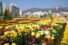 창원시, 마산국화축제 문화공연 및 행사 취소