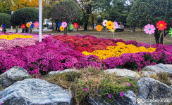 경주시 용강동, 국화꽃·형형색색 바람개비…가을정취 뽐내