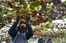 해남군, 대표 과일 해금 본격 수확!