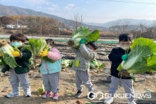 충북도유아교육진흥원, 배추‧무 수확 생태체험 실시