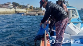 하동군, 구노량해역에 어린 해삼 10만 2000마리 방류
