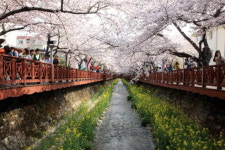 벚꽃 명소 창원 여좌천, 한국관광 100선 선정