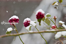 [국제포토] 장미위에 소복이 앉은 하이눈