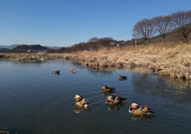 [포토] 청도천 찾은 천연기념물 원앙새