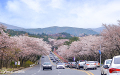 경주 벚꽃마라톤대회, 4월1일 보문단지 일원서 열려
