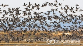 서산 천수만 간척지 태양광 발전사업 추진에 주민들 반발