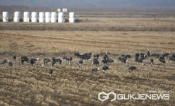 서산 천수만 철새도래지, 흑두루미 등으로 가득