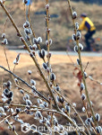 꽃샘 추위속 버들강아지는 봄을 알리고