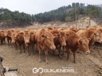 경기도, 암소 3천 마리(40%) 조기 출하, 한우가격 안정 추진.
