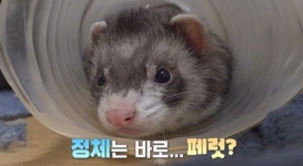 TV동물농장 탈출왕 폴리·괴도 페럿 제삐·구조견 소백이