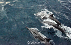 [국제포토] 몰디브 여행, 돌고래와 함께 춤을!