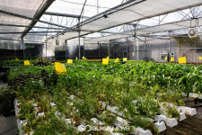 [국제포토] 르메르디앙 몰디브 수경재배 농장