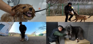 극한직업 반려견 케어 전문가, 사진·미용·훈련사 조명