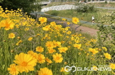 용인시, 금계국 환한  금빛 신갈천  명물 하천 탄생
