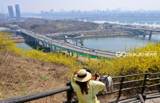 [국제포토] 개나리꽃과 여심