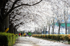 도심속 화려한 첫 벚꽃엔딩은 진주시 평거 들말에서