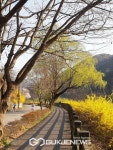 [국제포토] 전주한옥마을에선... 한벽굴 지나 활짝 핀 개나리 군락지
