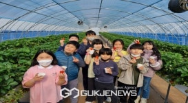 상운초, 딸기 따기 및 퐁듀 만들기 체험학습 참여