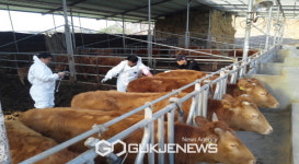 영주시, 3일부터 소·돼지 등 13만7천두 구제역 일제접종