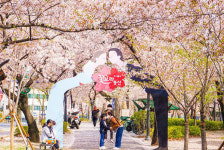 한국관광공사 추천 경주·대구 벚꽃명소