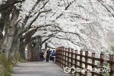 옥천 옛37번 국도변 벚꽃길 상춘객 북적