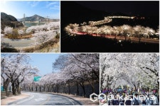 올해 제베리아산 벚꽃엔딩 현지인 제천 벚꽃길 5선 추천