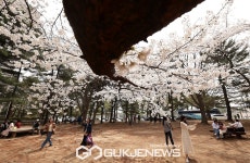 봄바람 휘날리며~ 4년만 벚꽃놀이,