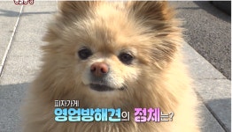 TV동물농장 피자집 영업방해견 쿠키·뽀삐네 찾아온 누렁이 사연은?