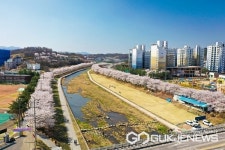 영동군, 영동천-용두공원 등 벚꽃 만개 봄내음 만끽