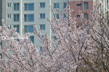[국제포토] 창 너머로 봄의 향기가 들어와