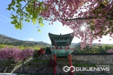 사천9경, 용두공원과 청룡사 겹벚꽃 점입가경