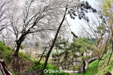 [국제포토] 월미공원의 벚꽃 절정