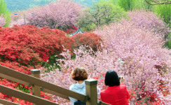 전주한옥마을, 봄꽃 향기가 어우러진 꽃동산으로 초대합니다!!