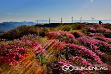 의령군, 제21회 한우산 철쭉제 취소…자굴산 관광벨트 조성사업으로 도로통제