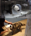 TV동물농장 1116화 얼굴 잃어버린 개 포천이 현재 근황