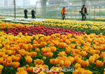 중랑천변에 조성된 튤립산책로에서 시민들 산책