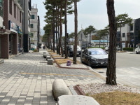 평창군, 군청길 소나무 가로수 유지관리사업 완료