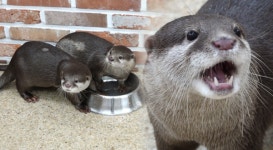 TV동물농장 아픈 과거의 복순이·수달 모카 출산·선풍기견 깜순이 구조작전