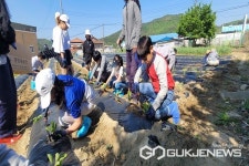보은 종곡초등학교, 학교 텃밭에 모종 심기 활동 실시