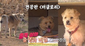 TV동물농장 꼬물이 육남매 친부찾기·패트병에 머리 낀 개 사연은?